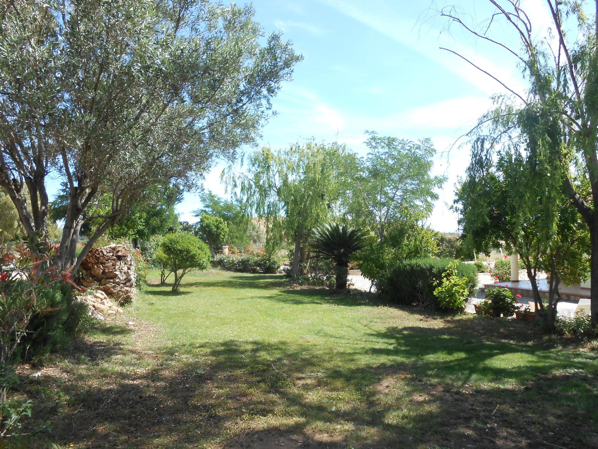 garden with olive and palm trees