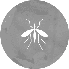 fleas
