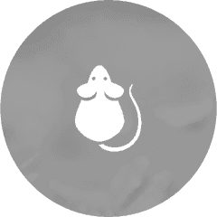 rodents