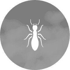 termites
