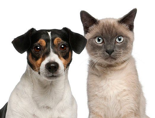 Domesticated Pets — Dog and Cat in Citrus Heights, CA