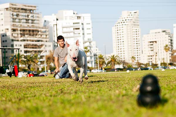 Boarding — Dog Playing in the Park in Citrus Heights, CA
