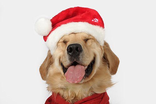 Holiday — Dog Wearing Christmas Costume in Citrus Heights, CA