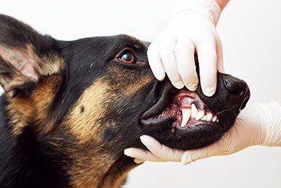 Animal Dental Health — Checking Up On The Dog's Teeth in Citrus Heights, CA