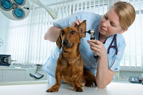 Dog Ear — A dog Getting Ready For Pet Vaccinations in Fair Oaks, VA