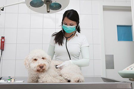 Vaccinations — Veterinarian Preparing For Vaccinations in Citrus Heights, CA