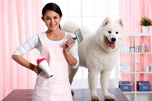 Groomer — Groomer with A Samoyed Dog in Citrus Heights, CA