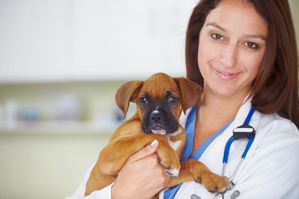 Veterinarian — Veterinarian Holding A Puppy in Citrus Heights, CA