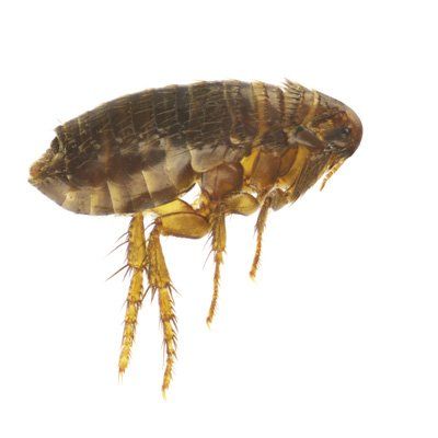 Ticks — Pests for Pets in Citrus Heights, CA