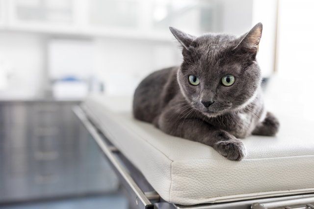 Cat — Cat To Be Vaccinated in Citrus Heights, CA