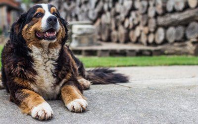 Overweight Dog — Dog Laying on the Road in Citrus Heights, CA