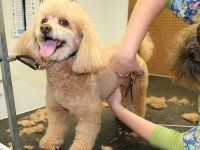 Dog grooming being performed in Fair Oaks, CA