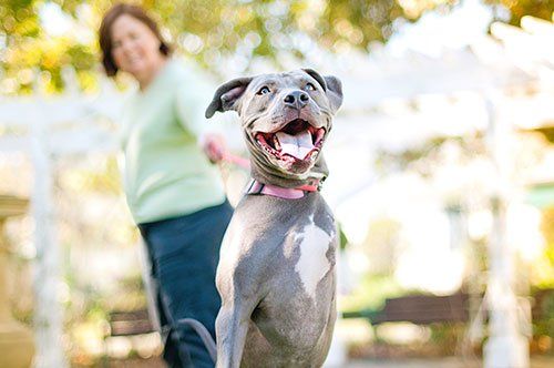 Happy Dog — Sitting Pit Bull in Citrus Heights, CA
