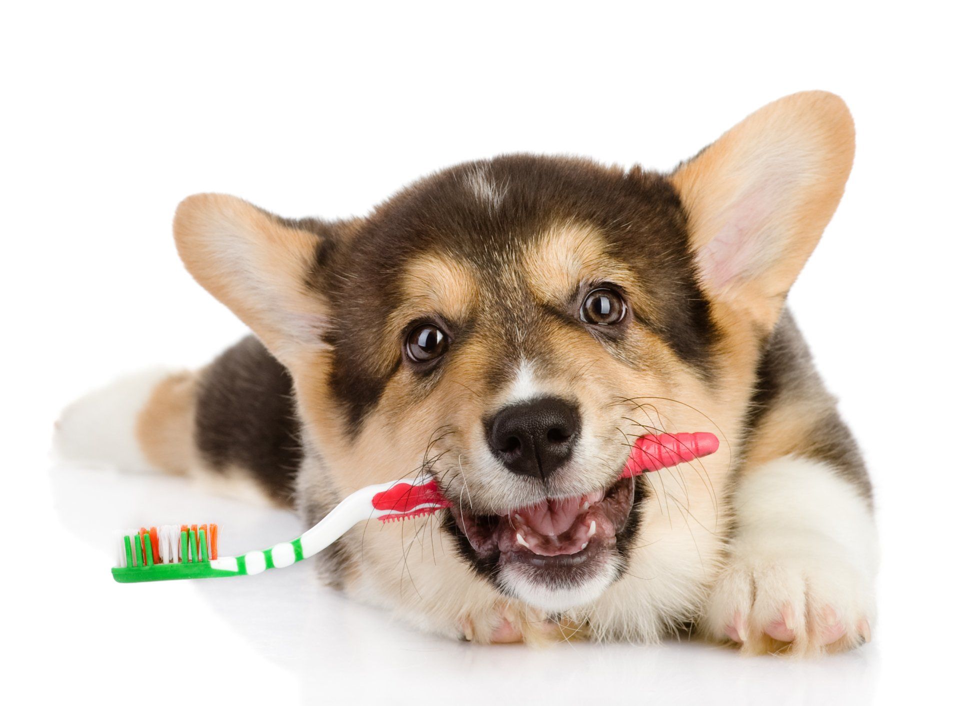 Dog Teeth — Canine Teeth in Citrus Heights, CA Dog Teeth — Canine Teeth in Citrus Heights, CA
