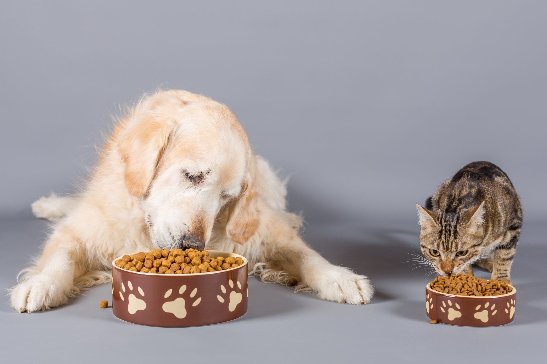 Golden retriever and tabby cat eating from matching food bowls.