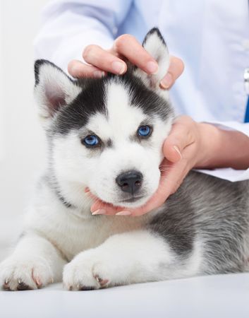 A dog being examined at our veterinarian hospital in Fair Oaks, CA