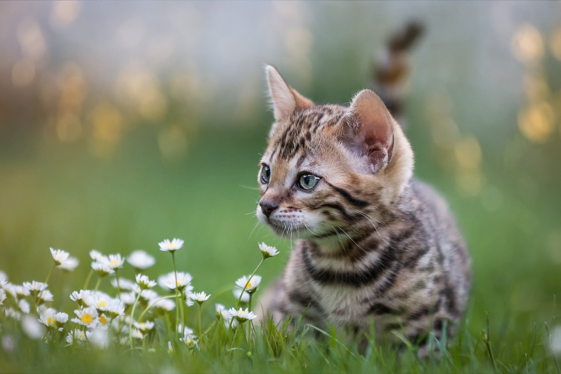 Bengal kitten in green grass, looking left, near white daisies.