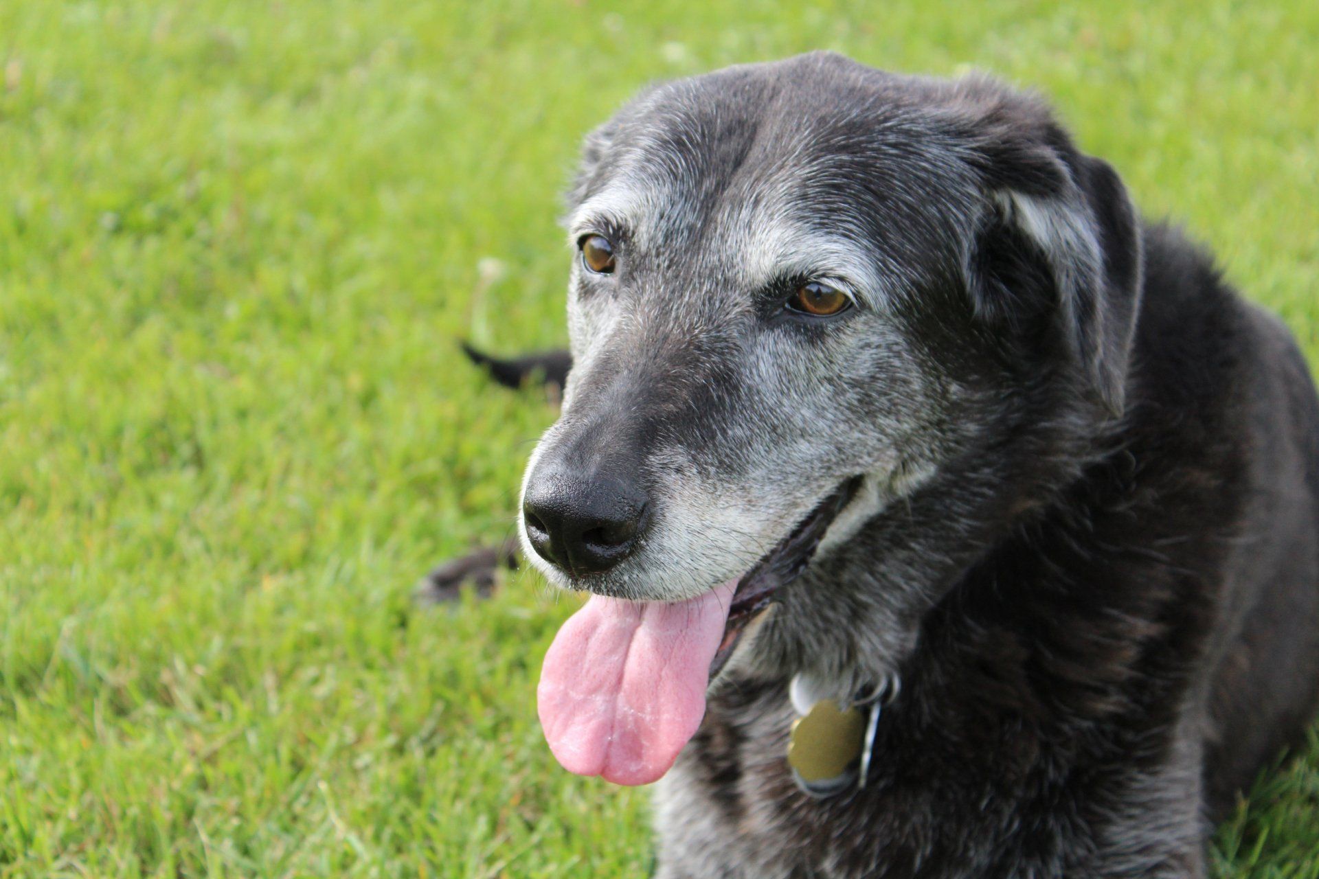 Black dog with gray muzzle, tongue out, sitting in green grass.