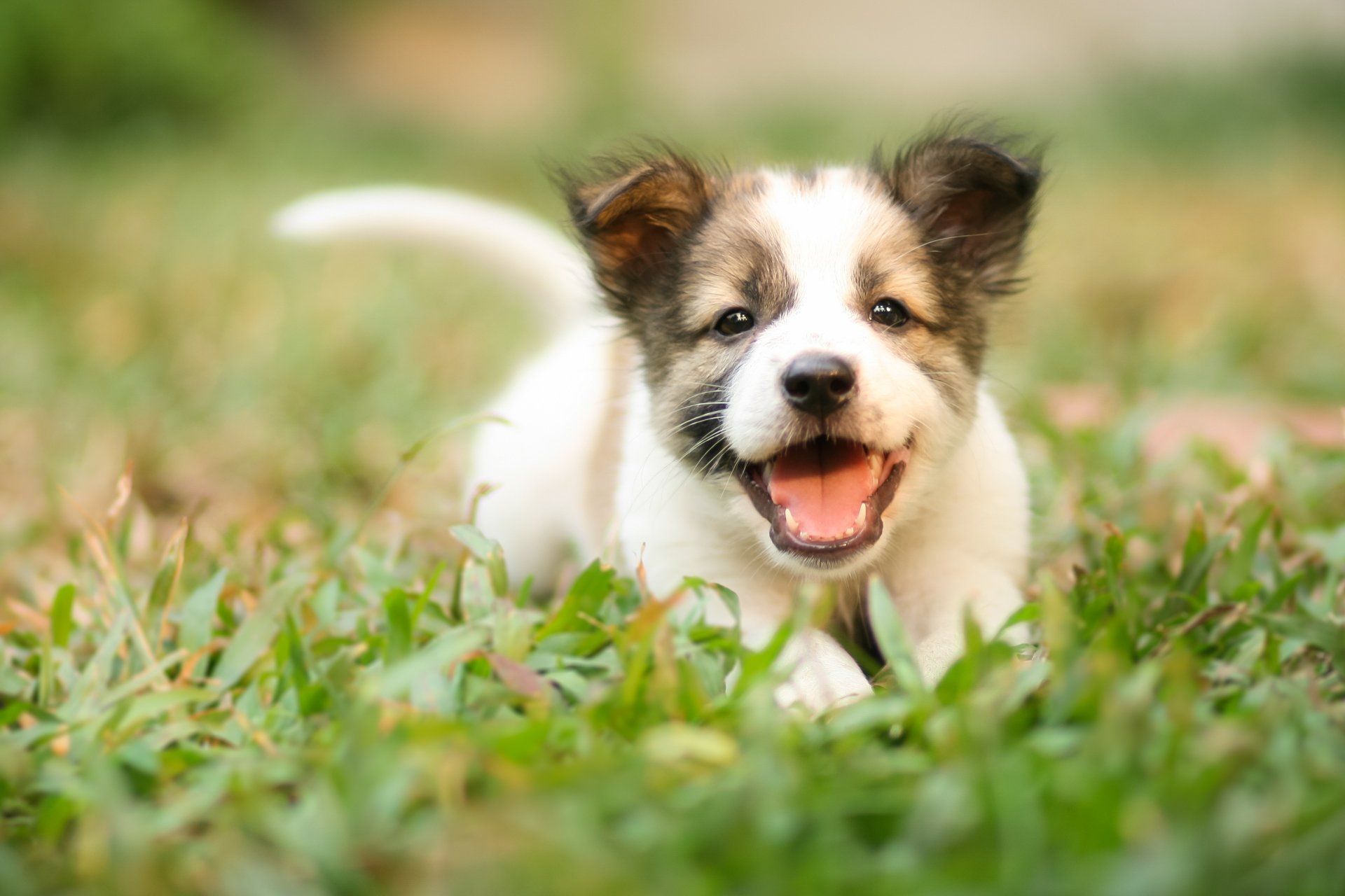 Puppy with white and brown markings, running through green grass with mouth open, smiling.