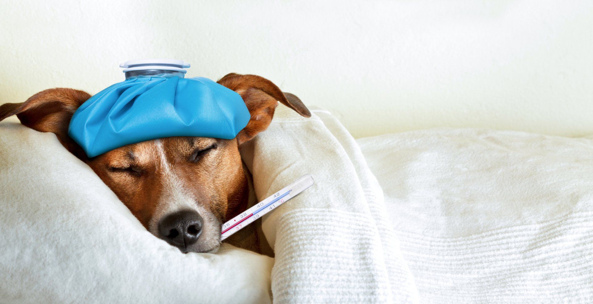 Dog Sickness — Sick Dog Wearing Cone of Shame in Citrus Heights, CA