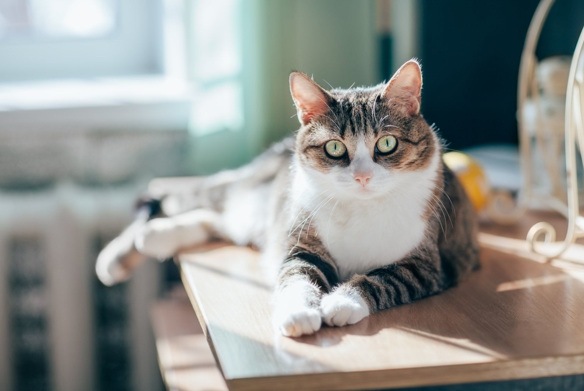 Cat with tabby stripes and white chest, relaxing on a wooden surface with sunlight streaming in.
