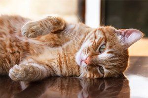 Pet cat