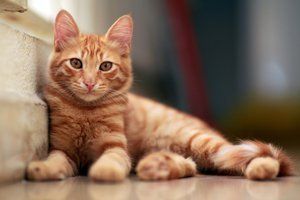 A cat sitting