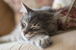 A sleeping cat