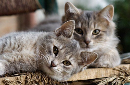 Two cats