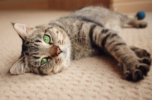 A cat relaxing
