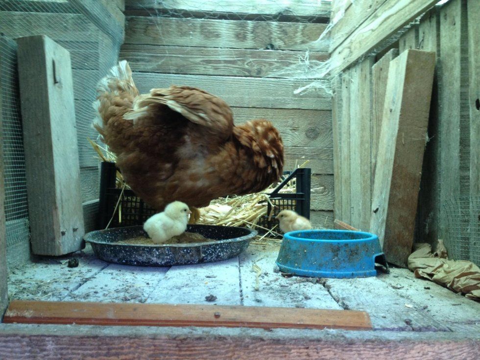 Hen in the henhouse