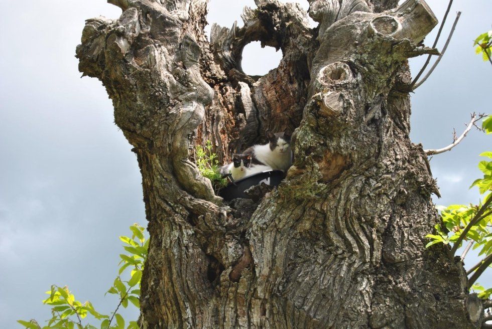 Cats on the tree