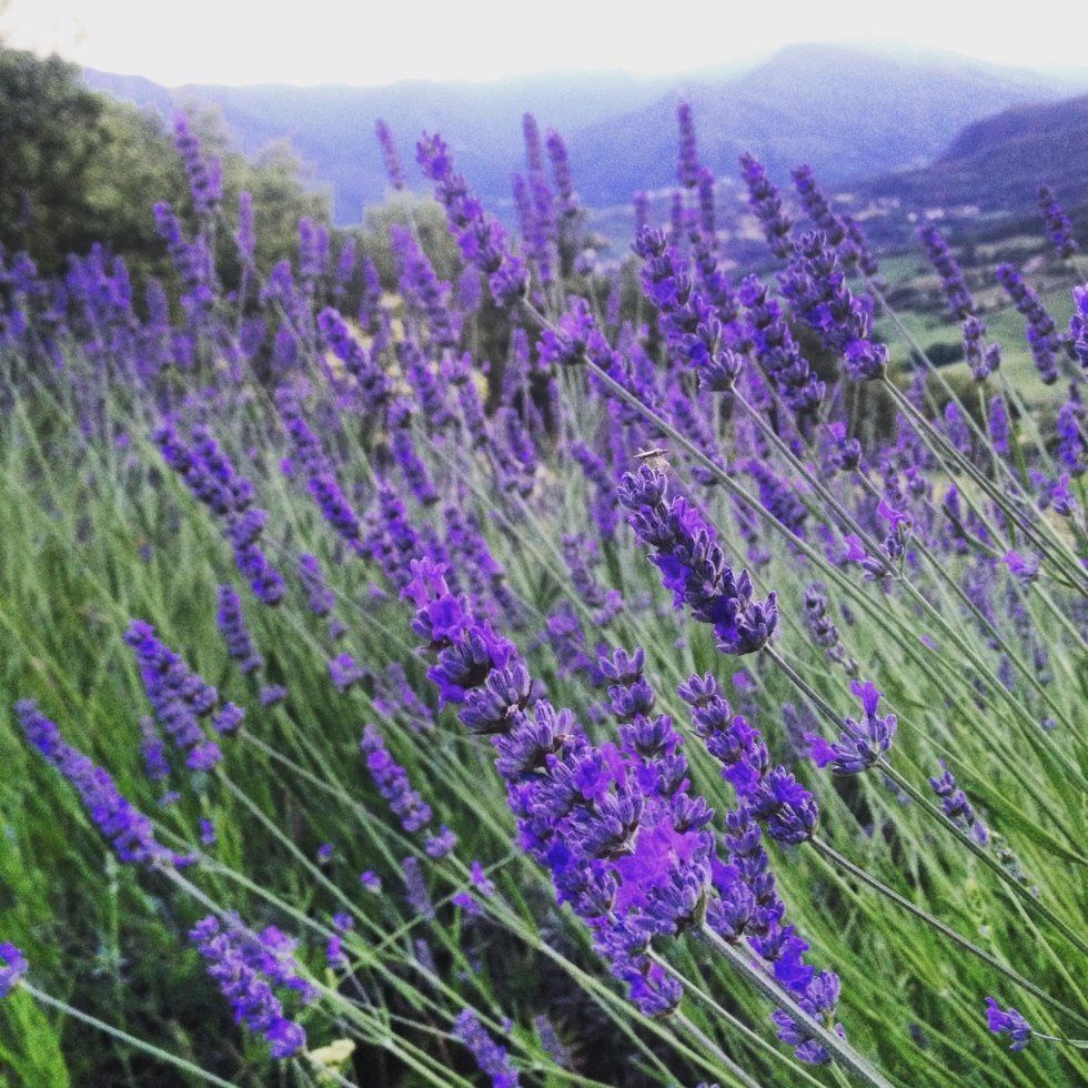 Lavender