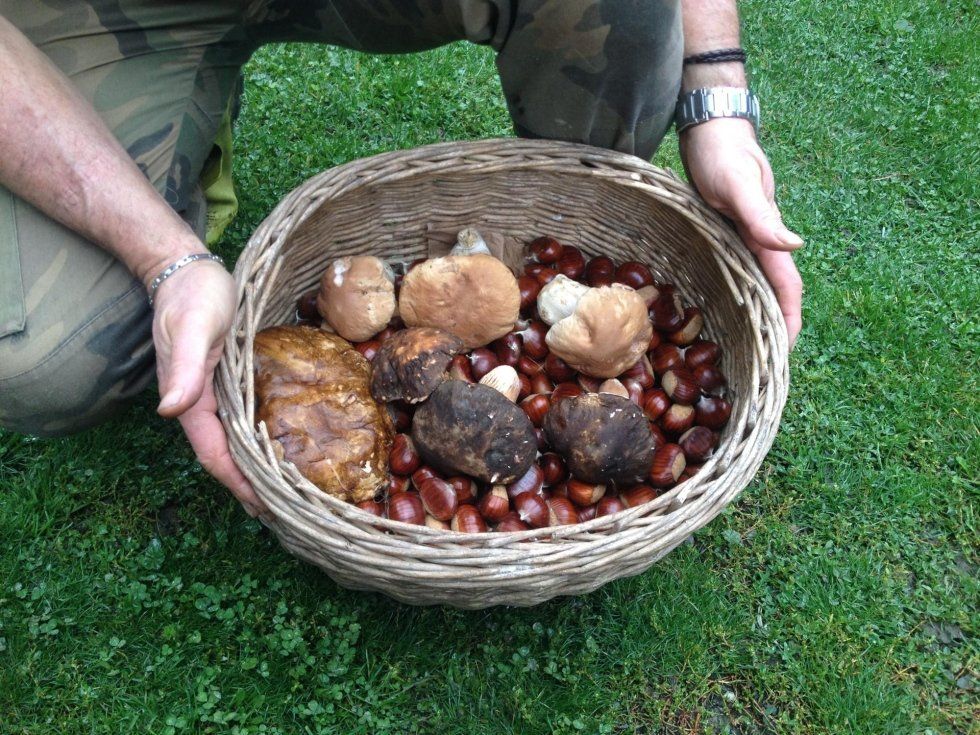 Porcini mushrooms