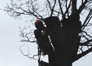 Tree surgeon