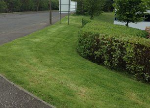 View of the landscaping in garden