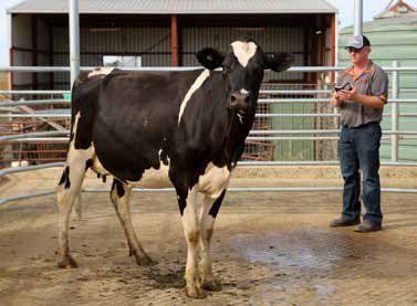 NHD Corrective Herd Mating