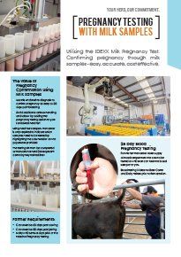 Preg Testing Flyer Download