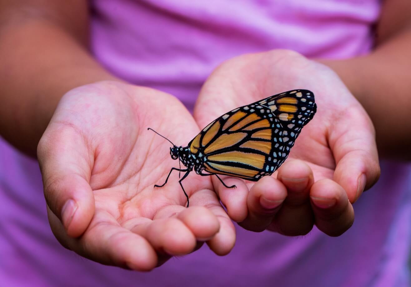 butterfly release memorial service ideas