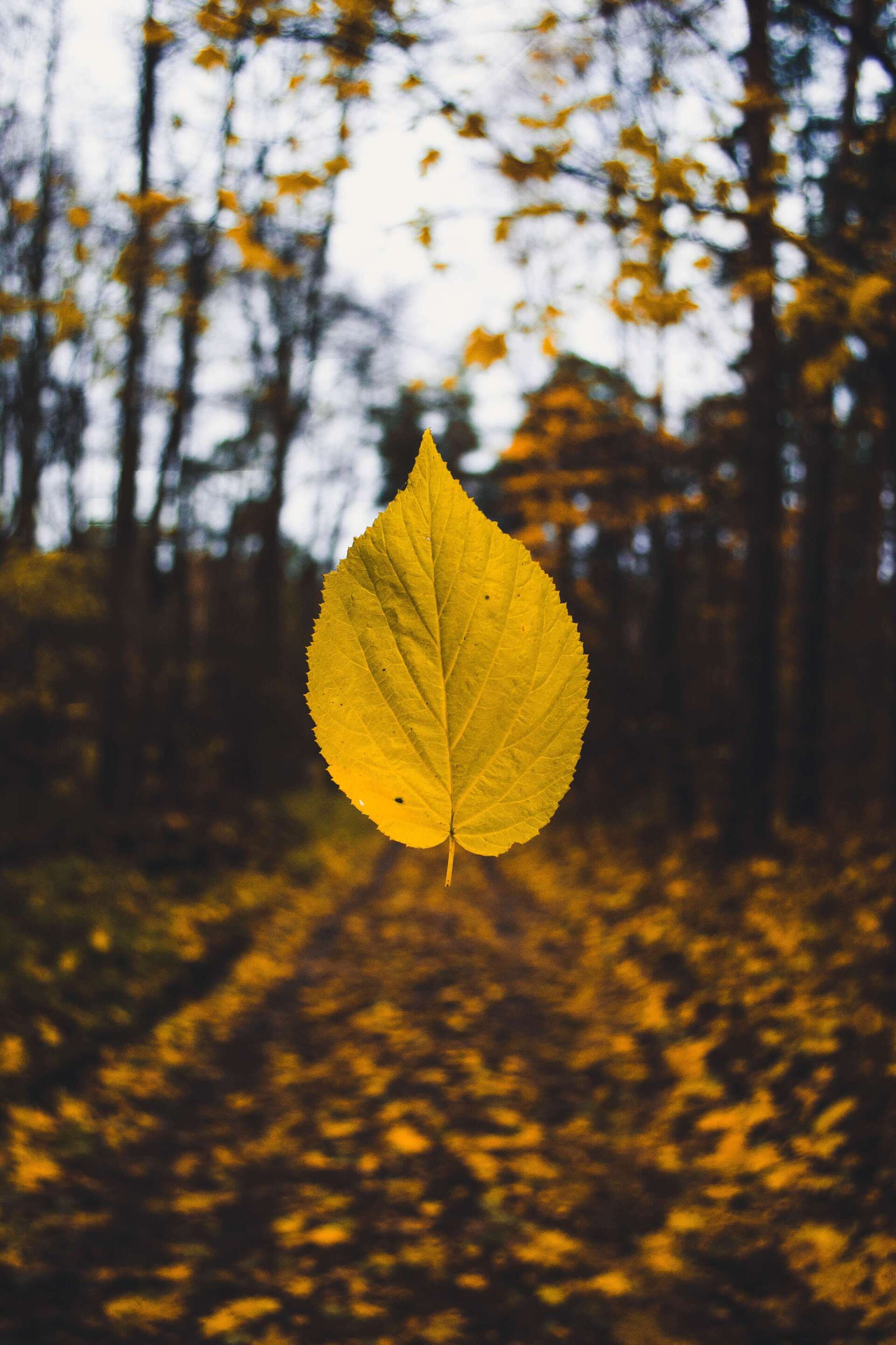 Local Funeral Home - Leaf - Immediate Need