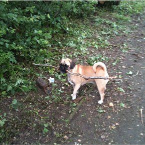 Pet services - Cumbernauld, North Lanarkshire - K-9 X-Press - Dogs Pet services - Cumbernauld, North Lanarkshire - K-9 X-Press - Dogs