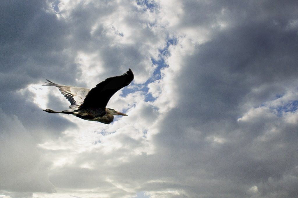 Un oiseau vole dans un ciel nuageux.