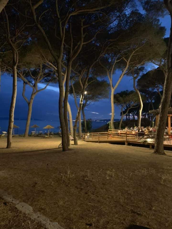 Gli alberi incorniciano un paesaggio costiero al tramonto;