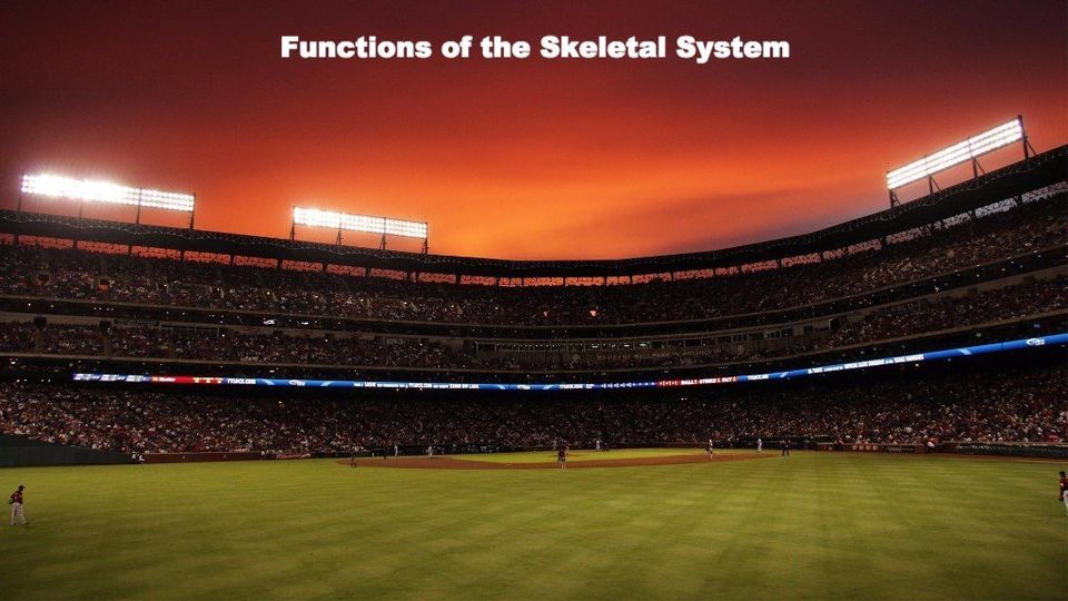 Functions of the skeletal system