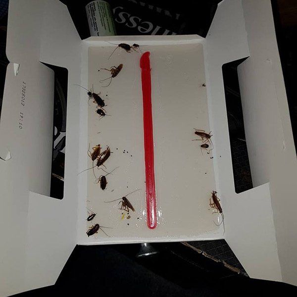 Insect Control
