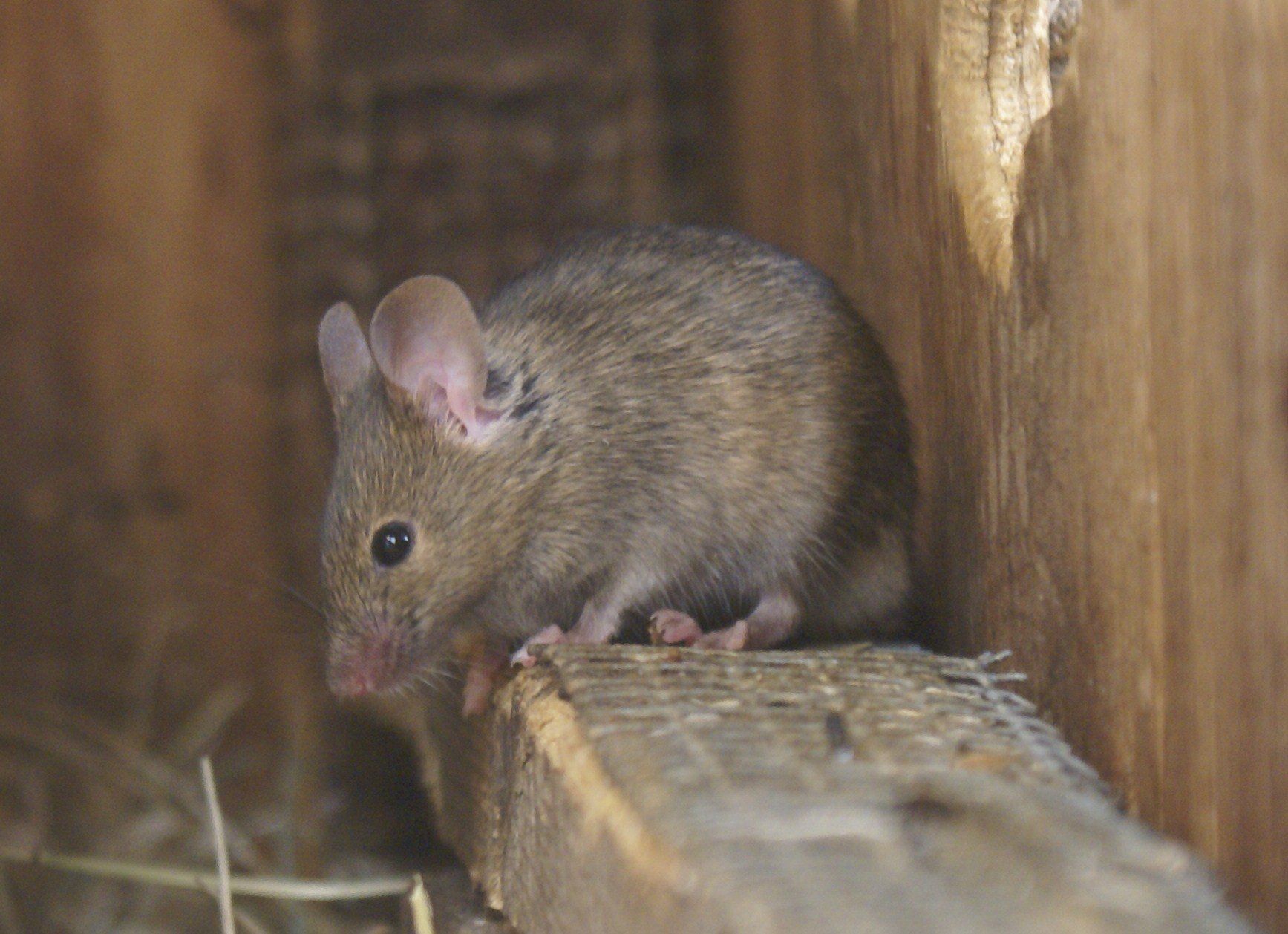 Do we need pest control