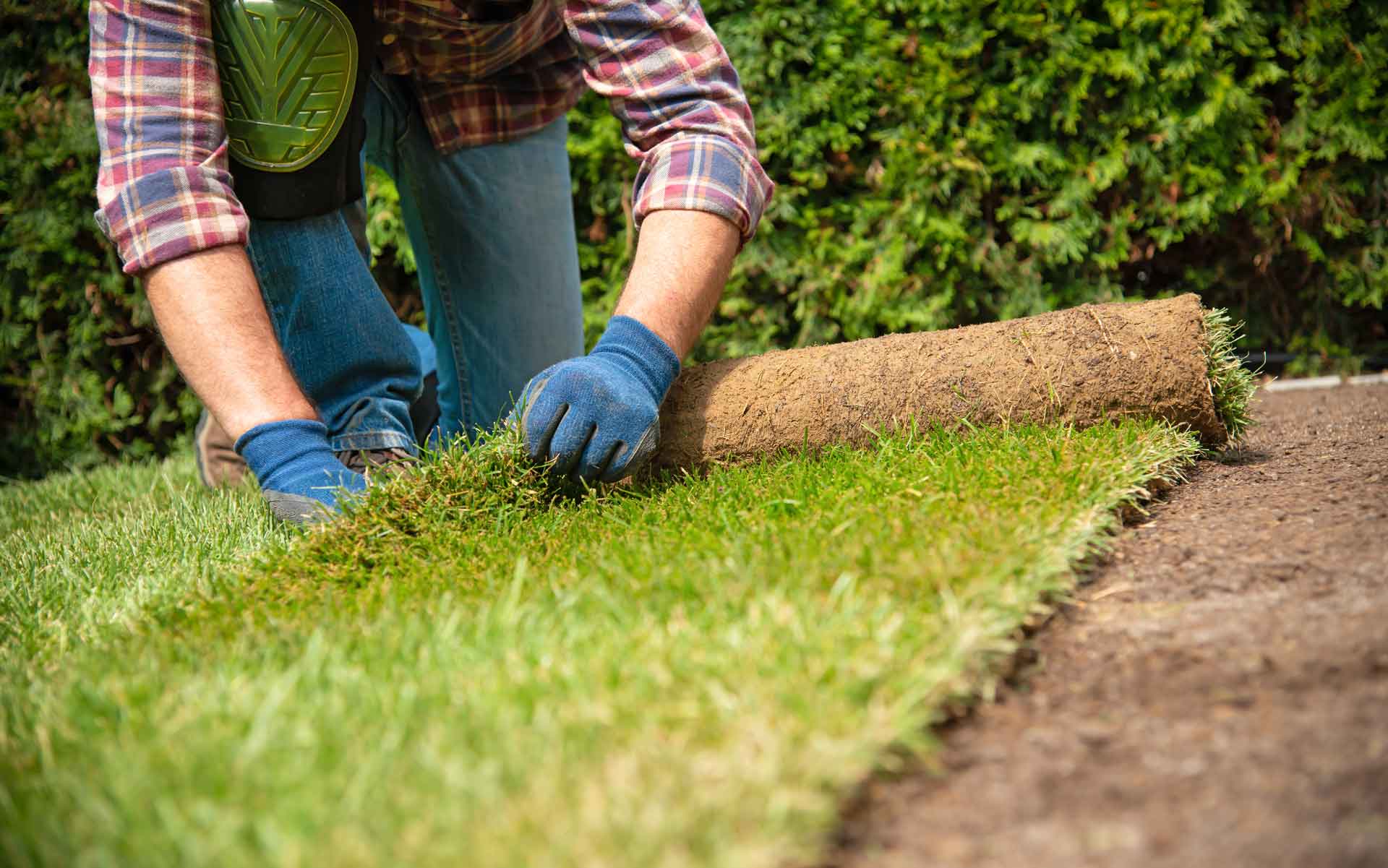 Man laying sod, unrolling a roll of fresh green grass in a garden.