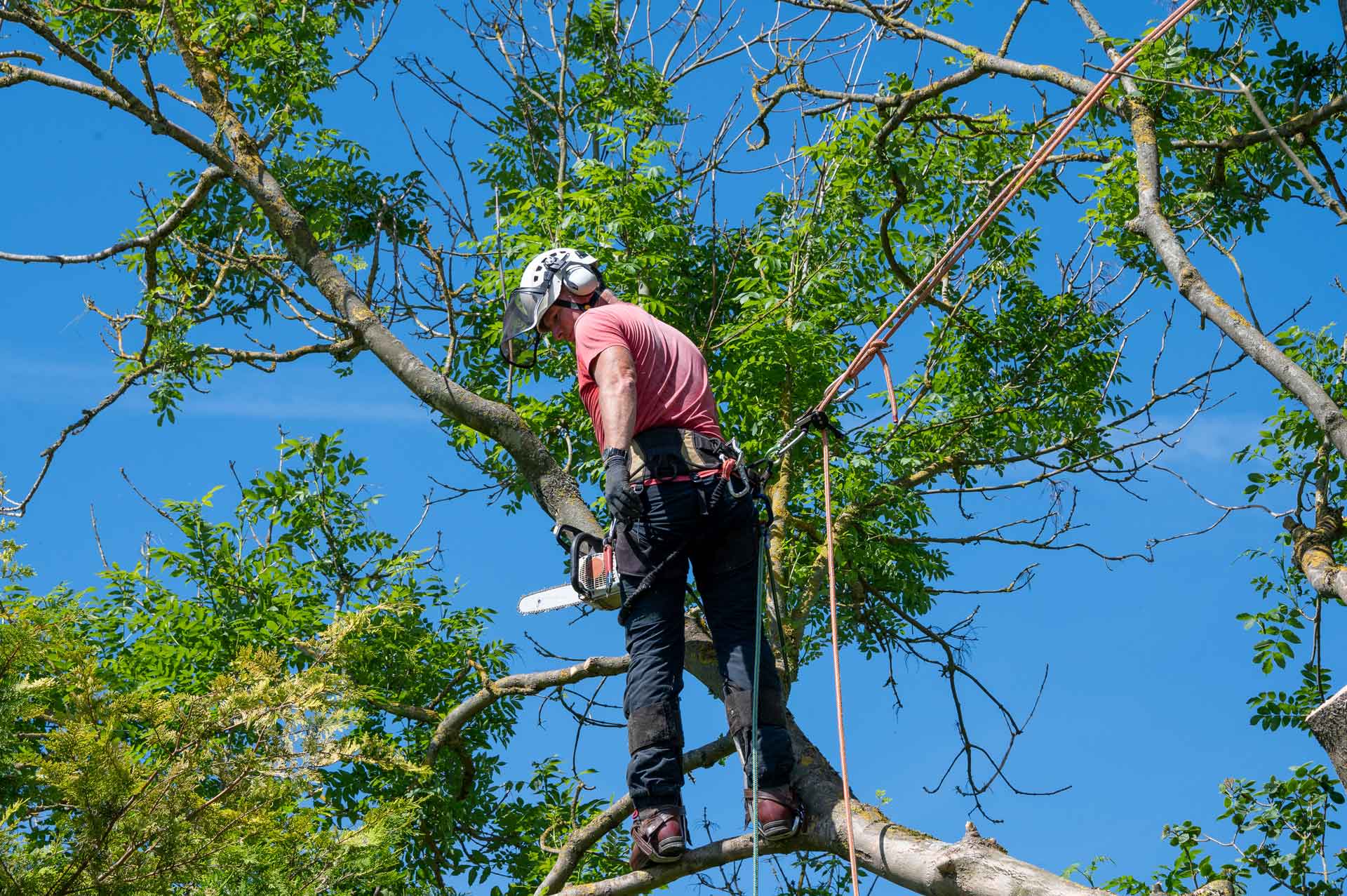 Arborist in safety gear, using a chainsaw to trim a tree branch against a blue sky.