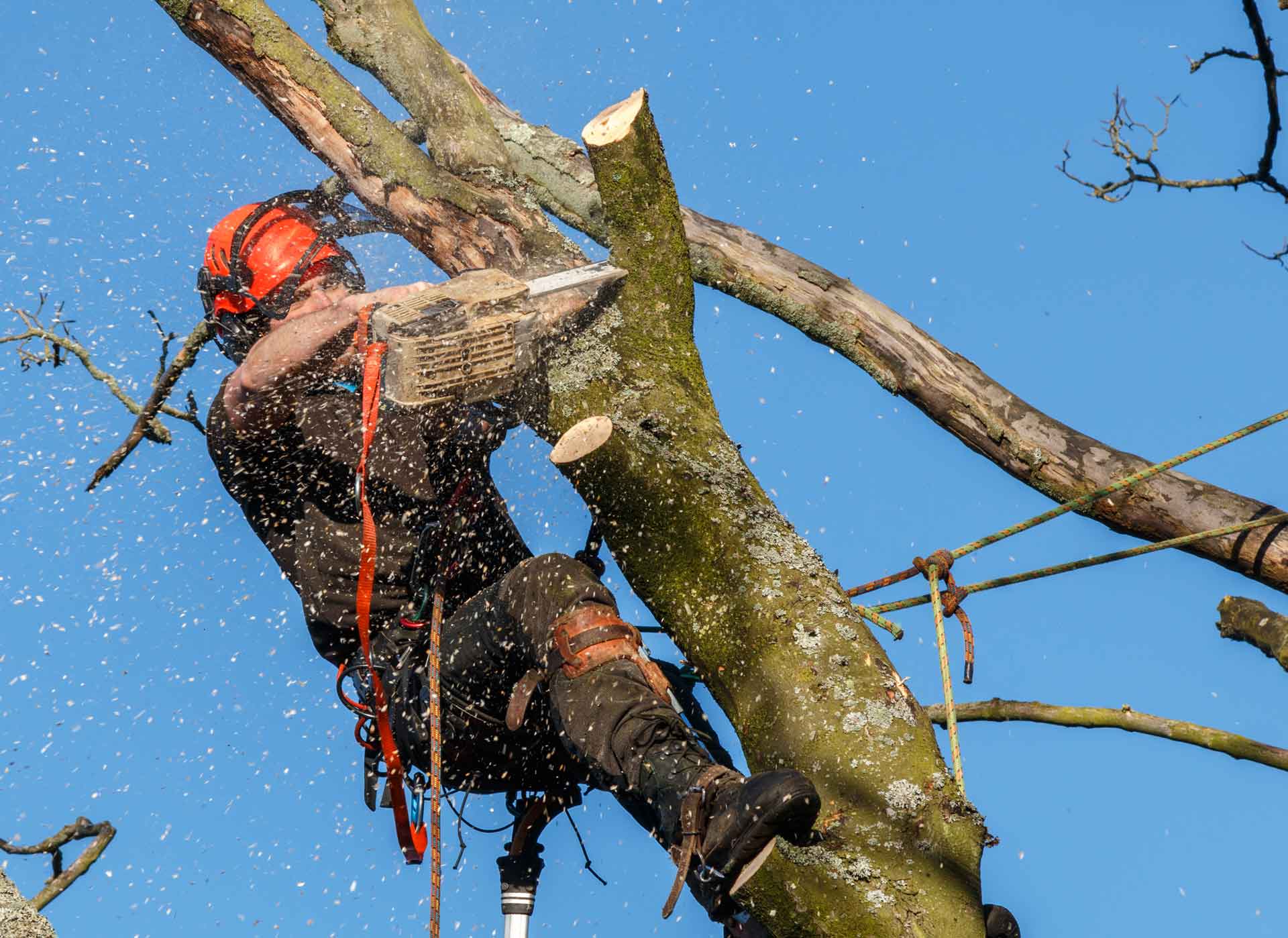Arborist in orange helmet, using a chainsaw to cut a tree branch against a blue sky.
