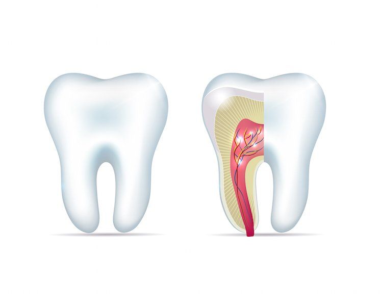 Drawing of teeth illustrating root canal - root canal tuscaloosa 35401